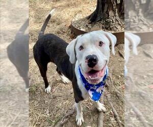 Mutt Dogs for adoption in Tulsa, OK, USA