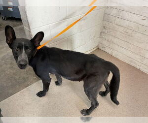 Doberman Pinscher-Unknown Mix Dogs for adoption in San Bernardino, CA, USA