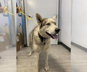 - Mix Dogs for adoption in Bakersfield, CA, USA