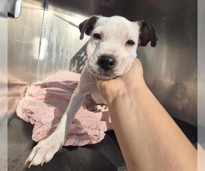 American Staffordshire Terrier-Boxer Mix Dogs for adoption in San Antonio, TX, USA