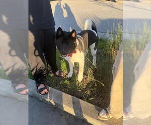 Akita Dogs for adoption in Santa Cruz, CA, USA