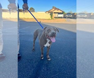 American Pit Bull Terrier-Unknown Mix Dogs for adoption in Willcox, AZ, USA