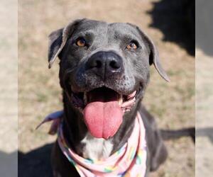 American Staffordshire Terrier-Unknown Mix Dogs for adoption in San Antonio, TX, USA