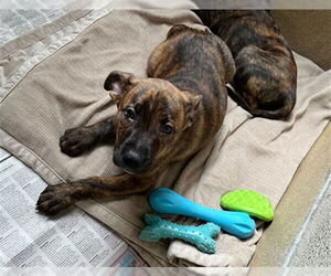 American Staffordshire Terrier-Unknown Mix Dogs for adoption in Raleigh, NC, USA