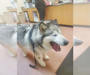 Alusky Dogs for adoption in Ogden, UT, USA