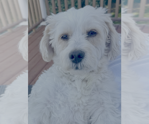 Medium Photo #1 Poodle (Miniature)-Unknown Mix Puppy For Sale in Bellevue, WA, USA