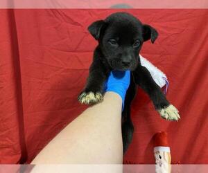Border Collie-Unknown Mix Dogs for adoption in Modesto, CA, USA