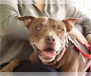 American Pit Bull Terrier Dogs for adoption in Peoria, AZ, USA