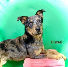 Catahoula Leopard Dog Dogs for adoption in Hot Springs Village, AR, USA