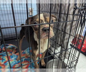 Mutt Dogs for adoption in Evansville, IN, USA