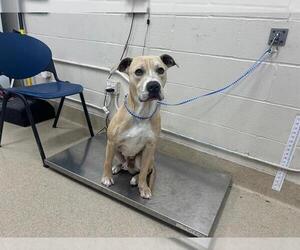 American Staffordshire Terrier-Unknown Mix Dogs for adoption in Grand Prairie, TX, USA