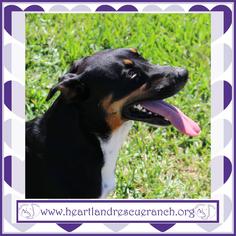 Basschshund Dogs for adoption in Panama City, FL, USA