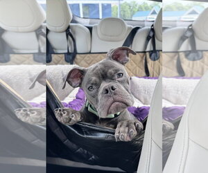 American Bulldog-Unknown Mix Dogs for adoption in Sykesville, MD, USA