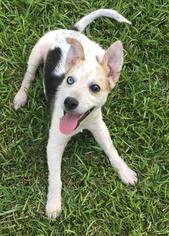 Jack Russell Terrier Dogs for adoption in Fayetteville, GA, USA