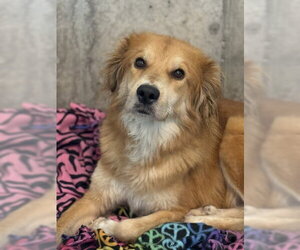 Golden Retriever-Unknown Mix Dogs for adoption in Oak Bluffs, MA, USA