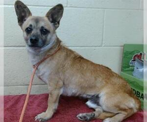 Chihuahua-Unknown Mix Dogs for adoption in Downey, CA, USA