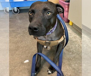 Labrador Retriever-Unknown Mix Dogs for adoption in Tavares, FL, USA