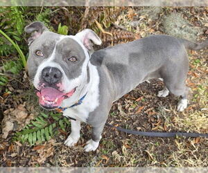 American Pit Bull Terrier-Unknown Mix Dogs for adoption in Ocala, FL, USA