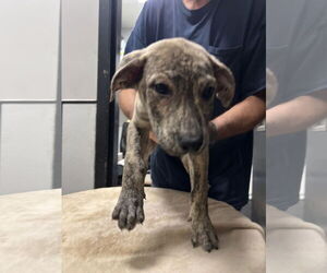 Labrador Retriever-Unknown Mix Dogs for adoption in Sanford, FL, USA