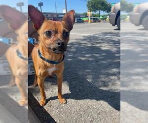 Chihuahua Dogs for adoption in San Antonio, TX, USA