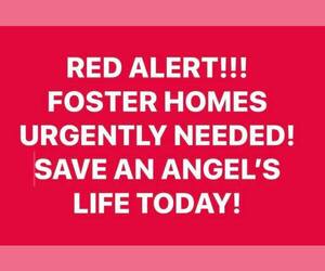 Cocker Spaniel Dogs for adoption in Flushing, NY, USA