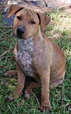 Bull Terrier-Unknown Mix Dogs for adoption in Ruskin, FL, USA
