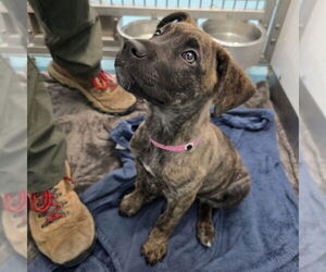 Mutt Dogs for adoption in Long Beach, CA, USA