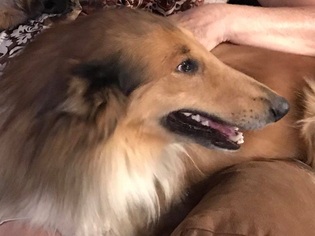 Collie Dogs for adoption in Stafford, TX, USA