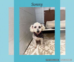 Poodle (Miniature)-Unknown Mix Dogs for adoption in Kewanee, IL, USA