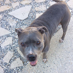 American Staffordshire Terrier Dogs for adoption in Marina del Rey, CA, USA