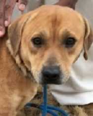 Beagle-Unknown Mix Dogs for adoption in Gibbstown, NJ, USA