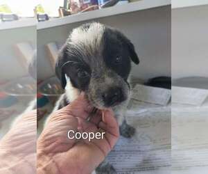 Mutt Dogs for adoption in Stover, MO, USA