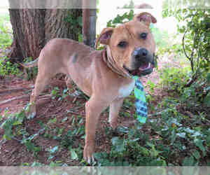 Mutt Dogs for adoption in Oklahoma City, OK, USA