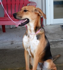Mutt Dogs for adoption in New Iberia, LA, USA