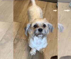 Shih Tzu Dogs for adoption in Banning, CA, USA