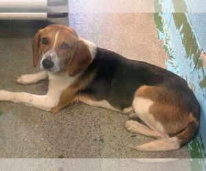 Beagle Dogs for adoption in Rustburg, VA, USA