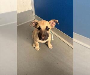 German Shepherd Dog-Unknown Mix Dogs for adoption in Visalia, CA, USA