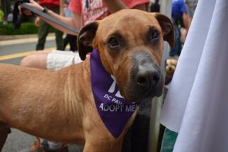 Boxador Dogs for adoption in Washington, DC, USA