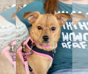 Chihuahua-Unknown Mix Dogs for adoption in Mundelein, IL, USA