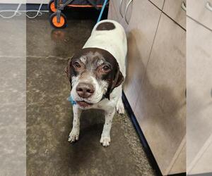 German Shorthaired Pointer-Pointer Mix Dogs for adoption in Rockwall, TX, USA