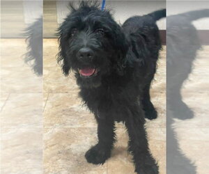 Mutt Dogs for adoption in Lakewood, CO, USA