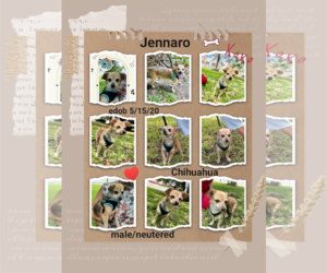 Chiweenie Dogs for adoption in Missouri City, TX, USA