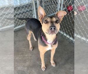German Shepherd Dog-Unknown Mix Dogs for adoption in Pryor, OK, USA
