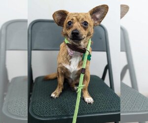 Chi-Corgi Dogs for adoption in Maple Grove, MN, USA