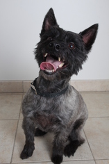 Cairn Terrier Dogs for adoption in Eden Prairie, MN, USA