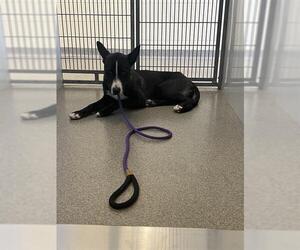 American Pit Bull Terrier-Siberian Husky Mix Dogs for adoption in West Valley, UT, USA