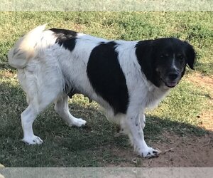 Border Collie-Great Pyrenees Mix Dogs for adoption in Prague, OK, USA