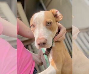 Mutt Dogs for adoption in Hilton Head, SC, USA