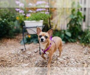 Chug Dogs for adoption in Newaygo, MI, USA