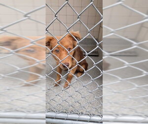 Australian Shepherd-Unknown Mix Dogs for adoption in Pasadena, TX, USA